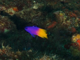 Fairy Basslet IMG 3318